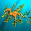 leafyseadragon